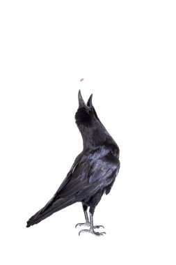 ortak raven beyaz izole