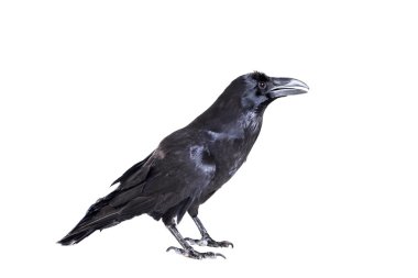 ortak raven beyaz izole