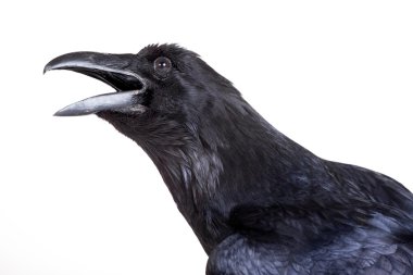ortak raven beyaz izole