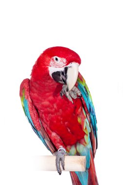 Red-and-green Macaw on white background clipart