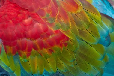 Red-and-green Macaw feathers clipart