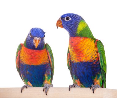 Gökkuşağı Lorikeet beyaz üzerine izole