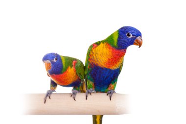 Gökkuşağı Lorikeet beyaz üzerine izole