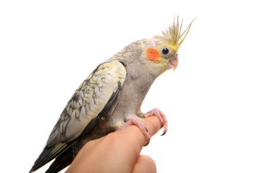 bir cockatiel muhabbet kuşu bebek