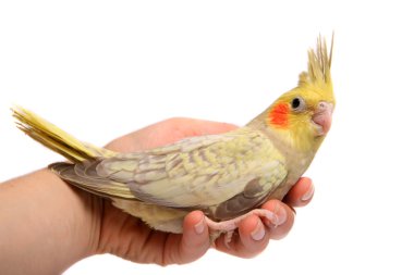 bir cockatiel muhabbet kuşu bebek