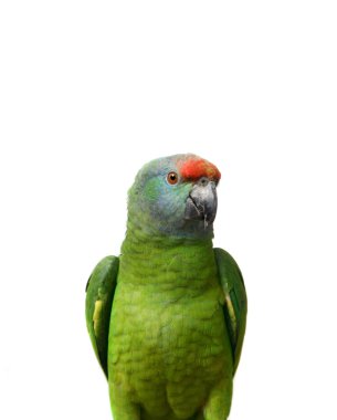 Flying festival Amazon parrot on white clipart