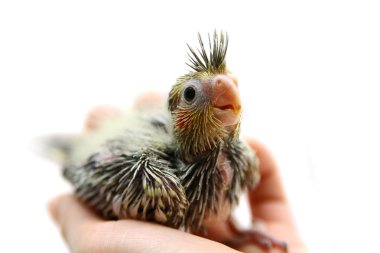 bir cockatiel muhabbet kuşu bebek