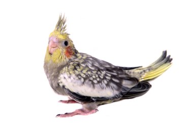 bir cockatiel muhabbet kuşu bebek