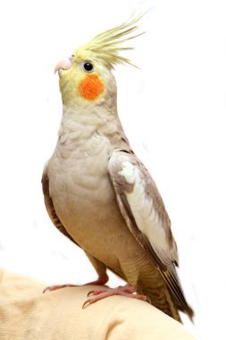 bir cockatiel muhabbet kuşu bebek