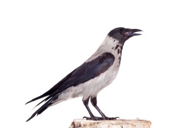 Hooded crow on white background clipart