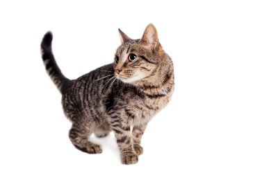 ince yetişkin tekir kedi
