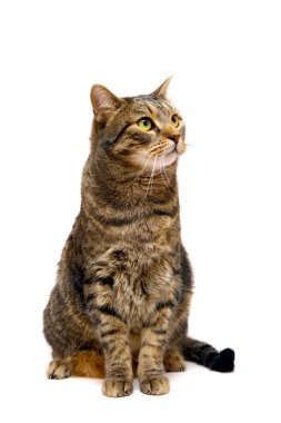 büyük yetişkin tekir kedi beyaz