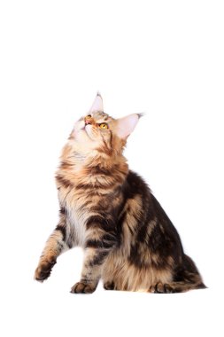 kahverengi tabby maine coon