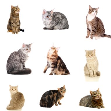 beyaz kedi