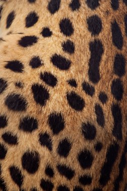 güzel serval, leptailurus serval