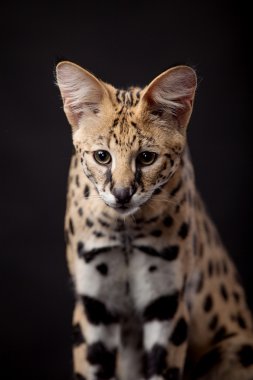 güzel serval, leptailurus serval
