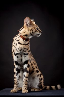 Beautiful serval, Leptailurus serval clipart