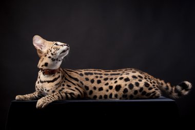 Beautiful serval, Leptailurus serval clipart