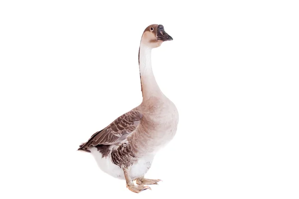 Brown domestic goose on white — Stock Photo, Image