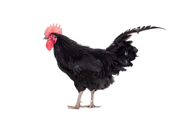 Black rooster on white — Stock Photo, Image