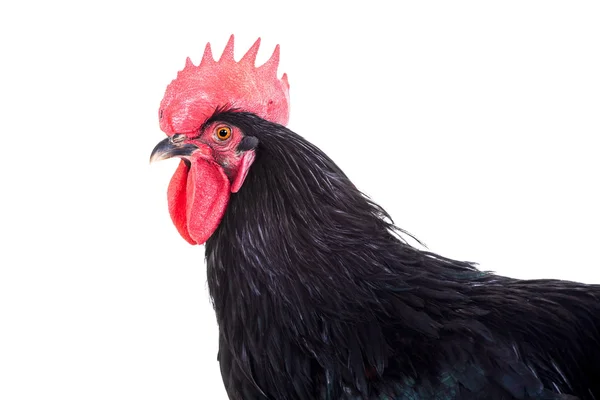 白底黑公鸡 — 图库照片