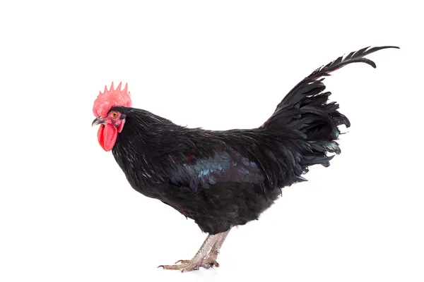 Black rooster on white — Stock Photo, Image