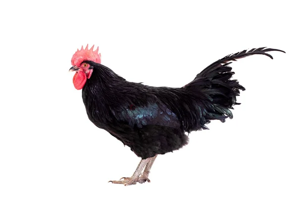 Black rooster on white — Stock Photo, Image