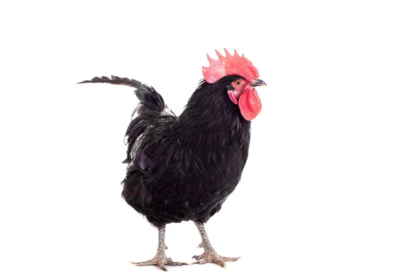 白底黑公鸡 — 图库照片