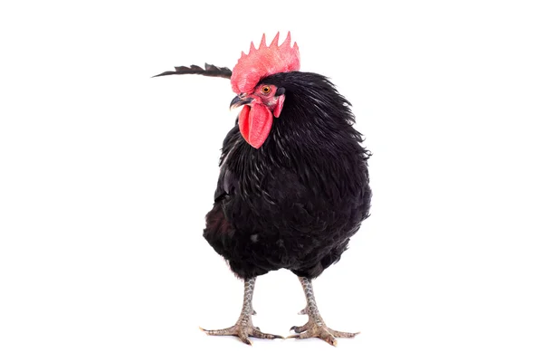 Ayam hitam di atas putih — Stok Foto