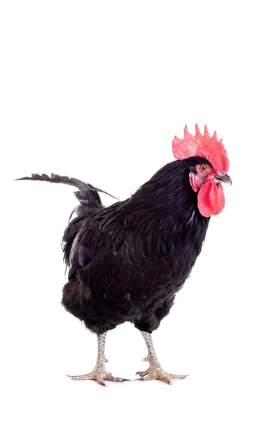 Black rooster on white — Stock Photo, Image