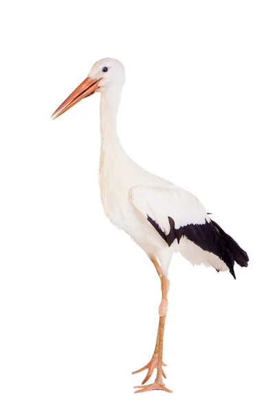 Vit stork på vit. — Stockfoto