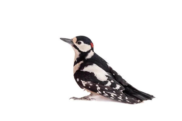 Great Spotted Woodpecker on white — Stock Photo, Image