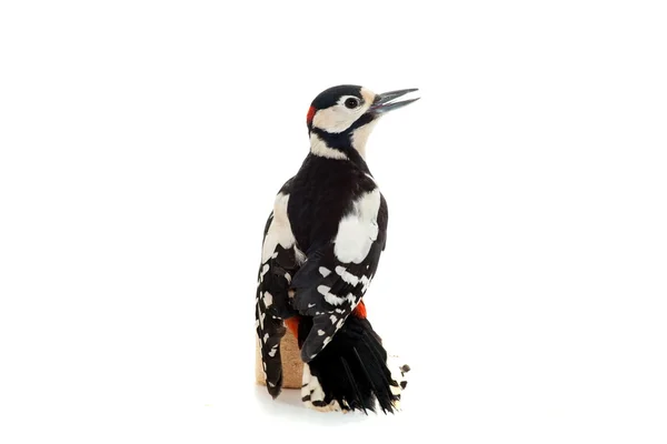 Great Spotted Woodpecker on white — Stock Photo, Image