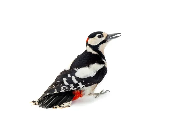 Gran pájaro carpintero manchado en blanco — Foto de Stock