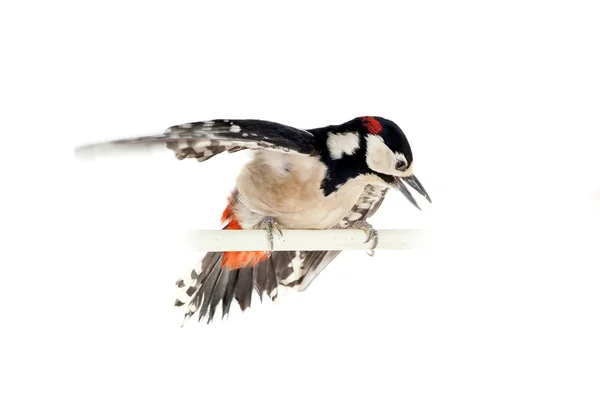 Gran pájaro carpintero manchado en blanco —  Fotos de Stock