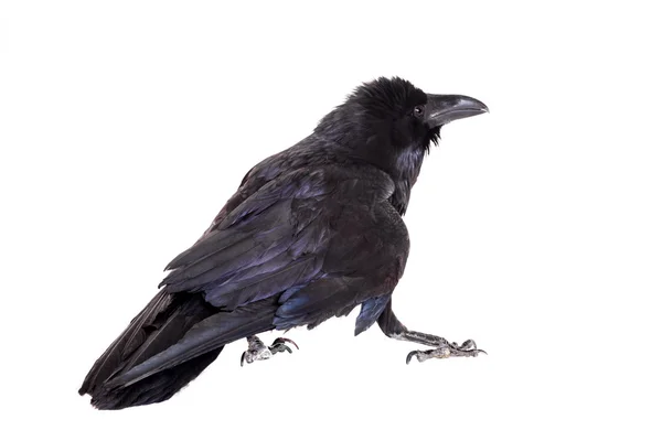 ortak raven beyaz izole