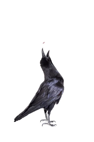Corvo comum isolado no branco — Fotografia de Stock
