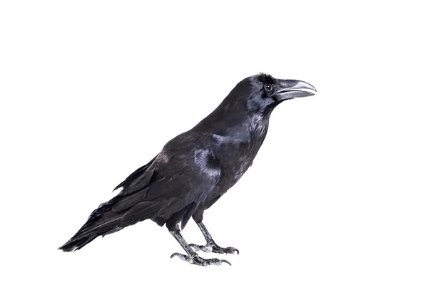 Common Raven isolated on white — Stock Photo, Image