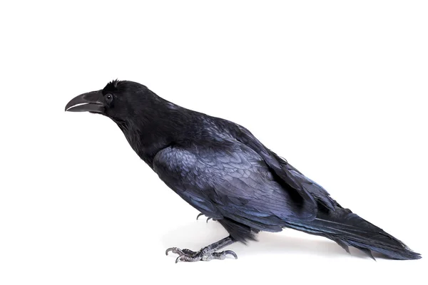 Common Raven terisolasi pada warna putih — Stok Foto