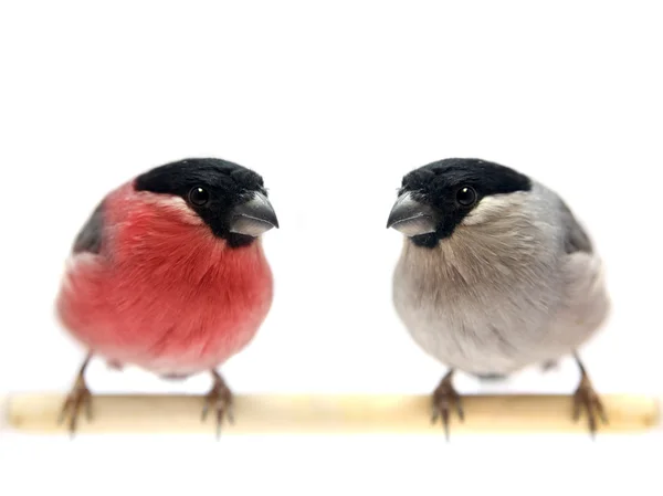 Paar Gimpel auf Weiß — Stockfoto