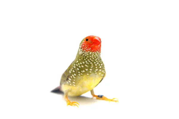 Star finch på vit bakgrund — Stockfoto