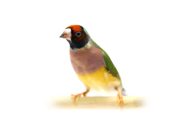 흰색 배경에 gouldian 피리 새 류 — Stok fotoğraf