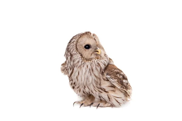 Ural Owl on the white background — Stock Photo, Image