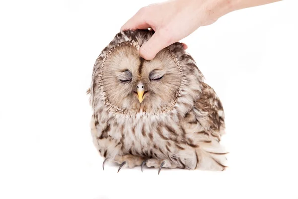 Ural Owl on the white background — Stock Photo, Image