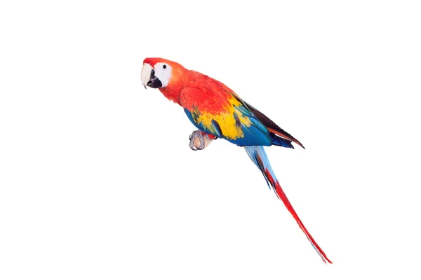 Scarlet macaws บนพื้นหลังสีขาว — ภาพถ่ายสต็อก