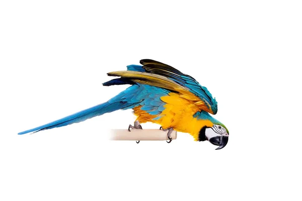 Blue and Yellow Macaw on the white background — Stock Photo, Image