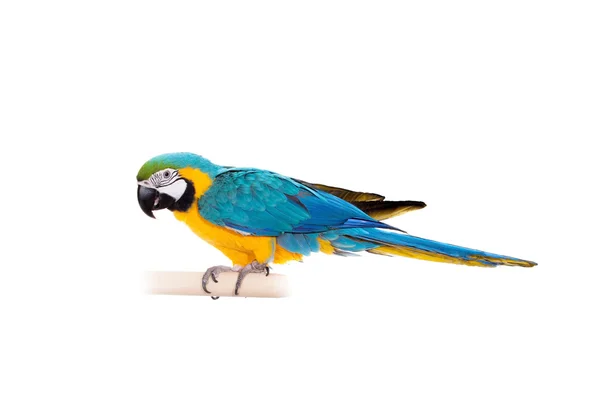 Guacamayo azul y amarillo sobre fondo blanco — Foto de Stock