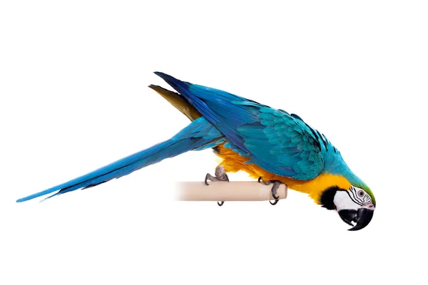 Blue and Yellow Macaw on the white background — Stock Photo, Image