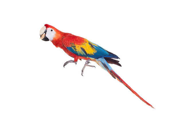 Scarlet macaws on the white background