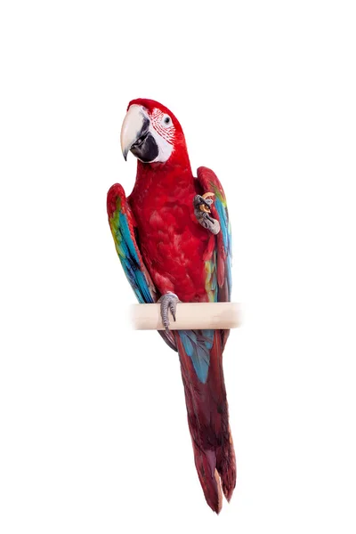 Red-and-green Macaw on white background — Stock Photo, Image